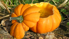 Soupe de courge pâtisson