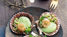 Saint-Jacques à la crème persil-cerfeuil, fraîcheur concombre à l’huile de noisettes et aneth