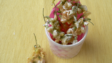 Tempura de fleurs d'acacia