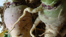 Duo de racines en purée