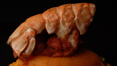 Grosse langoustine poêlée aux épices Tandoori, mousseline de jeunes carottes aux agrumes confits, réduction de cébettes au beurre noisette