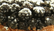 Tartelettes aux mûres rapides