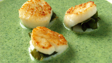 Velouté de cresson aux Saint-Jacques farcies au choux de mer