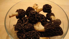 Morilles à la crème