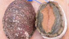 Ormeaux du Cotentin, Sabayon Champagne