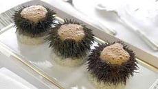 Oursin en gelée de pomme