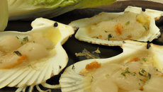 Coquilles d'endives saint jacques