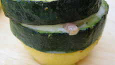 Courgettes méditérranéennes