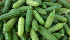 Comment préparer des cornichons ?