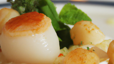 Saint-Jacques à la provençale