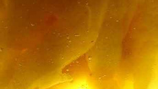 Limoncello