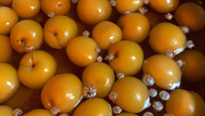 Mirabelles à l'eau de vie