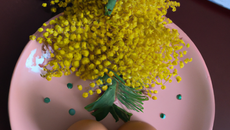 Œufs mimosa économiques