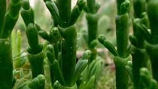 Duo de Salicornes & Thon rouge.