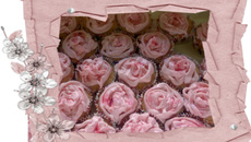 Bouquet de rose à la fraise