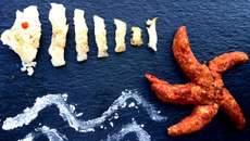 Petit poisson deviendra grand