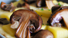 Dauphinois aux cèpes