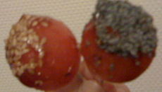 Tomates cerise d'amour