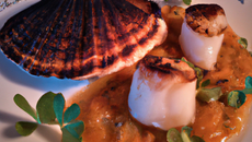 Saint-Jacques poêlées au pavot bleu, panais en deux façons, écume de lard fumé