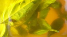 Huile d'olive basilic maison