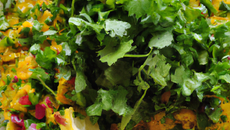 Vinaigrette de praires au curry et herbes fraîches