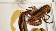 Langouste vanillée aux marrons rôtis Riesling grand cru