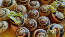 Croûte aux escargots