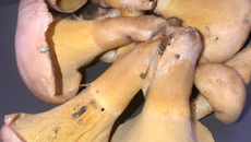 Champignon de Paris fourrés