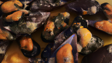 Moules froides en sauce
