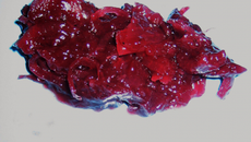 Confiture d'oignons au vin rouge