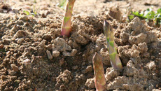Asperges blanches Umé / beurre