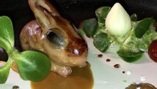 Petit lapin du jardin