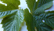 feuilles de vigne surprises