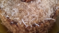 Cake à la noix de coco