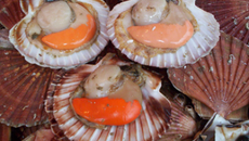 Terrine de saumon et Saint Jacques