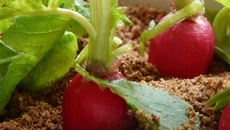 Radis vivants