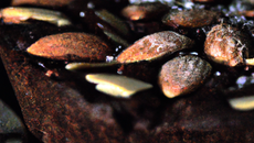 Gâteau au chocolat et amandes