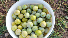 Confitures de prunes Reine-Claude