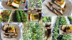 Grillade de Porc et sa purée de Topinambour persillée