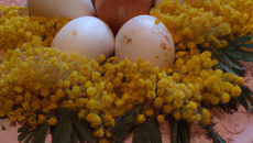 Œufs mimosa classiques