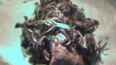 Filet mignon de porc en croûte aux champignons des bois