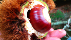 Le Castaignier Saint Etienne de Maurs