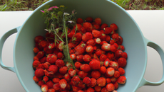 Fraises des bois du soleil levant