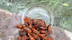 Insectes aux épices cajun pour l'apéro