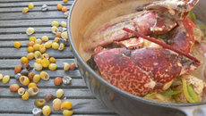 Civet de homard Breton