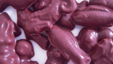 Chocolats maison
