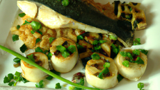 Servir un filet de saint-pierre, les bigorneaux marinés et aux fèves et ciboulette
