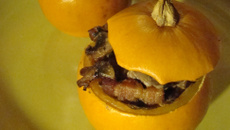 Courge pomme d'or farcie aux champignons