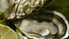 Les huîtres au gros bère