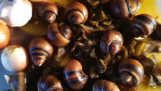 Fricassée d'escargots au cidre et pommes caramélisées